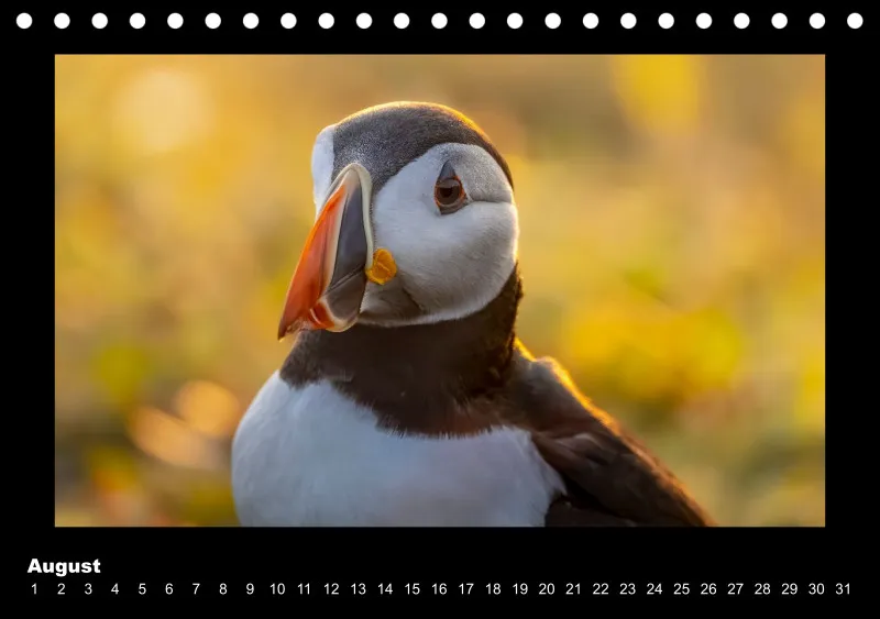 Puffins 2026 Tisch