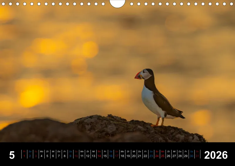 Puffins 2026