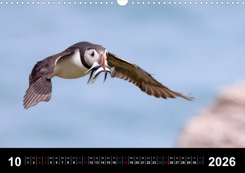 Puffins 2026