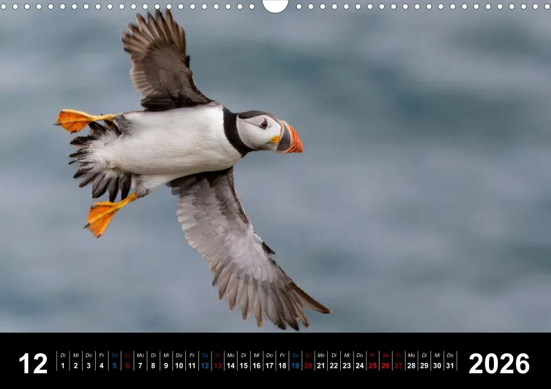 Puffins 2026