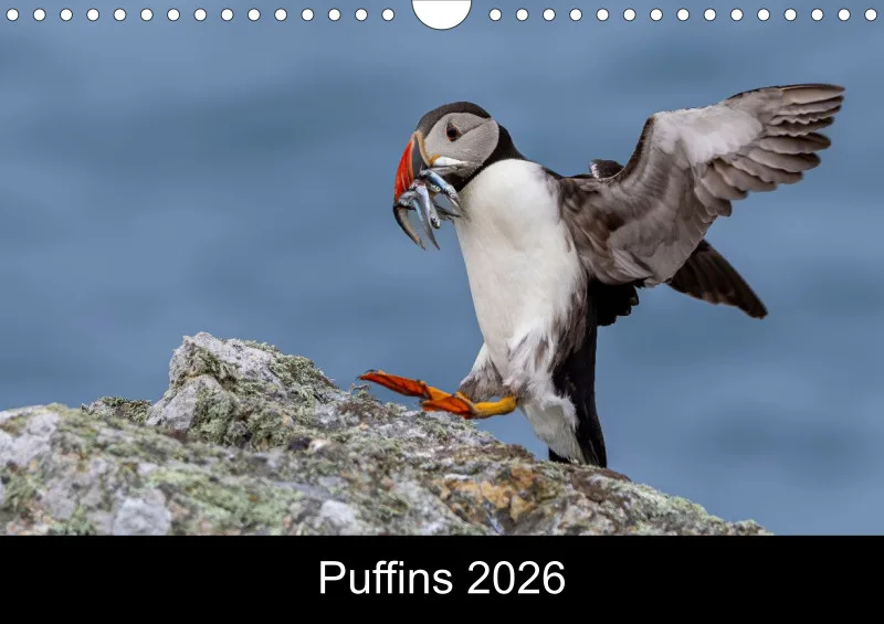 Puffins 2026