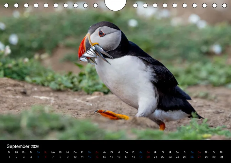 Puffins 2026