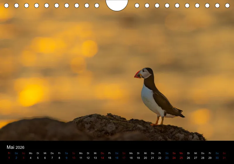 Puffins 2026