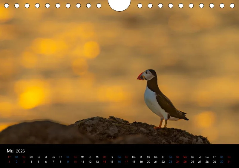 Puffins 2026