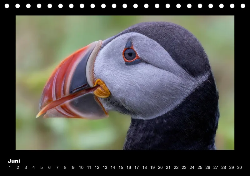 Puffins 2026 Tisch