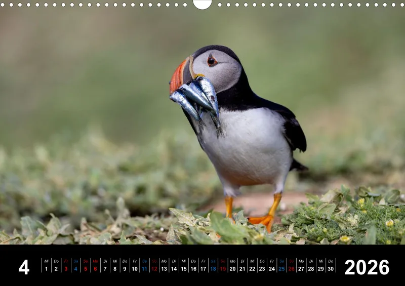 Puffins 2026