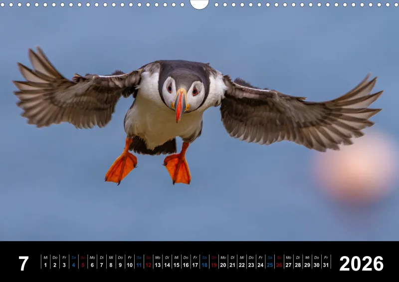 Puffins 2026