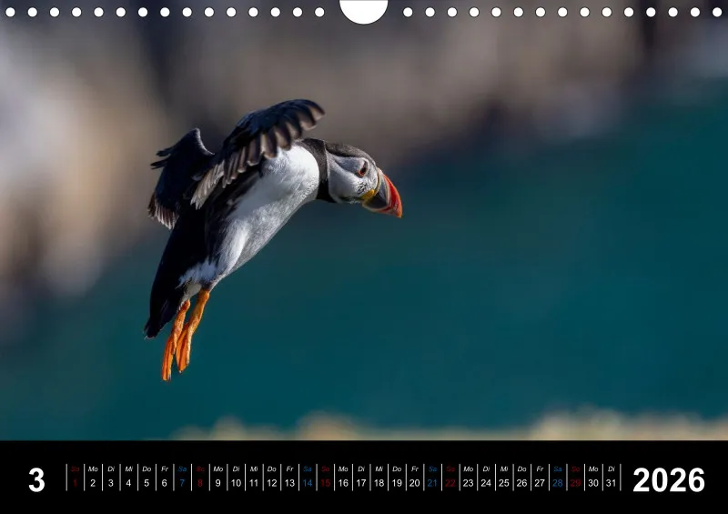Puffins 2026