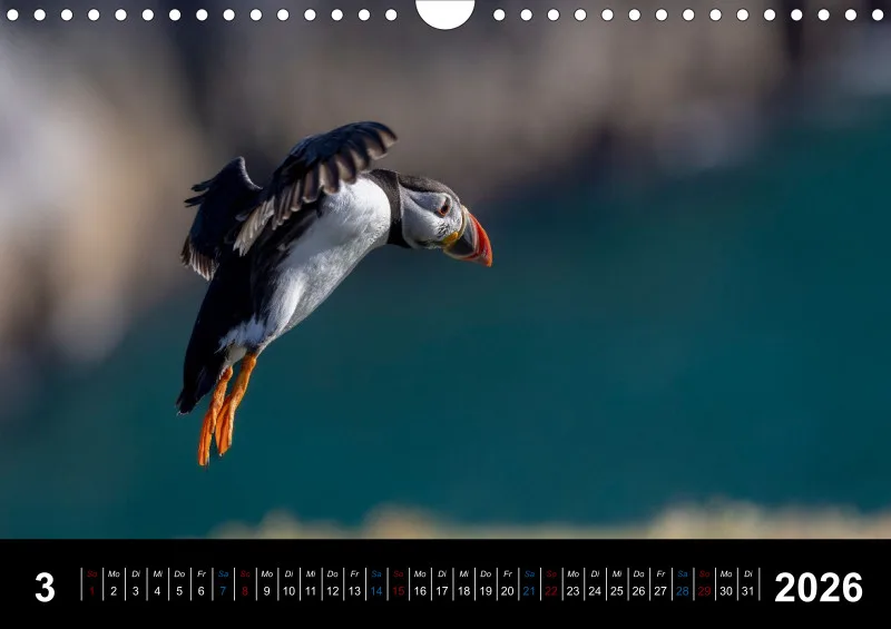 Puffins 2026