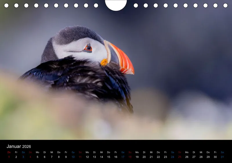 Puffins 2026