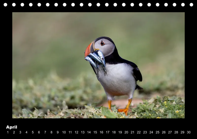 Puffins 2026 Tisch