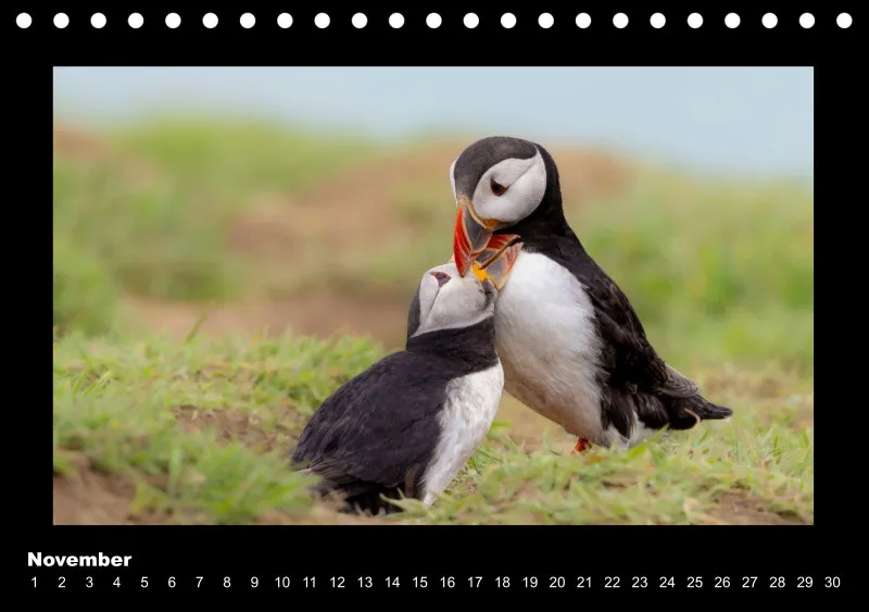 Puffins 2026 Tisch