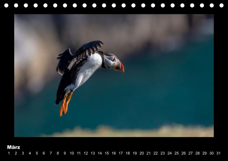 Puffins 2026 Tisch