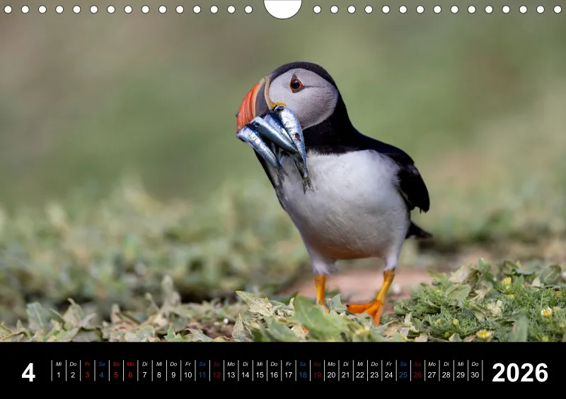 Puffins 2026
