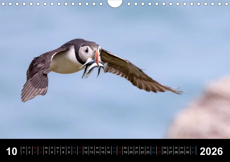 Puffins 2026