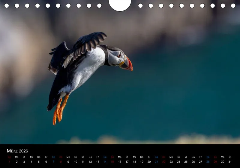 Puffins 2026