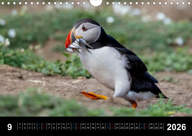 Puffins 2026