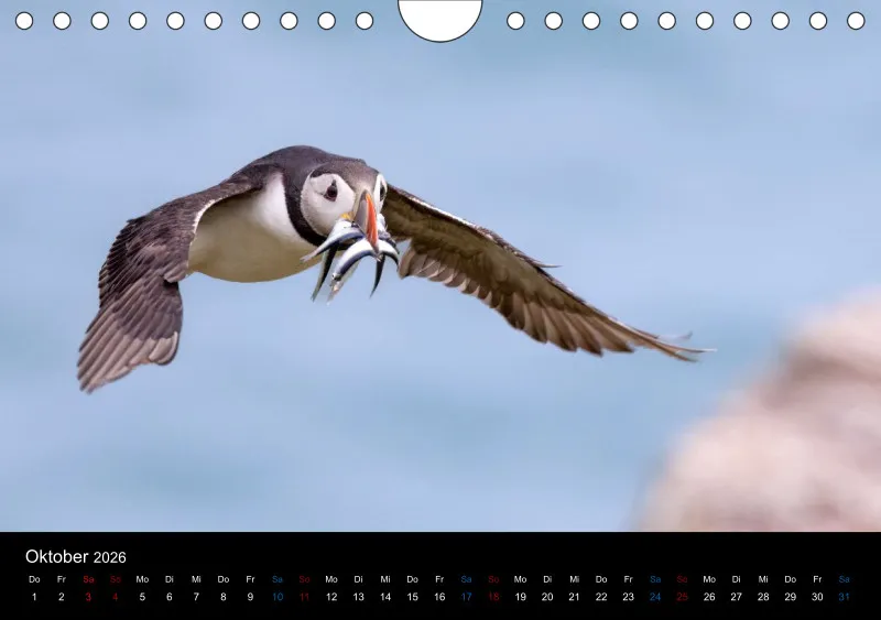 Puffins 2026