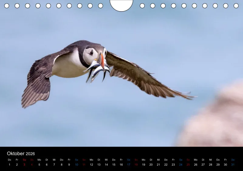 Puffins 2026