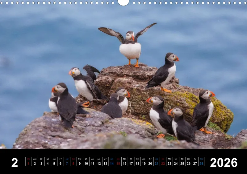 Puffins 2026