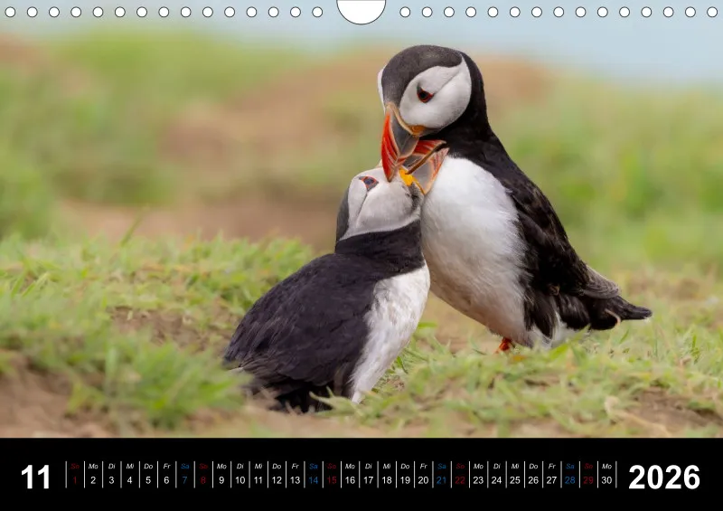 Puffins 2026