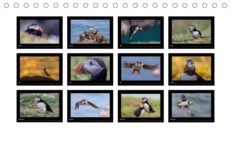 Puffins 2026 Tisch