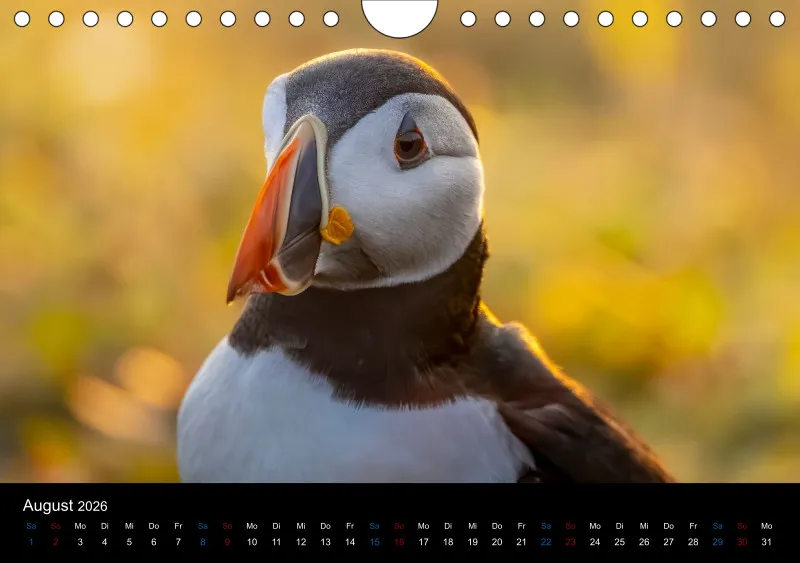 Puffins 2026
