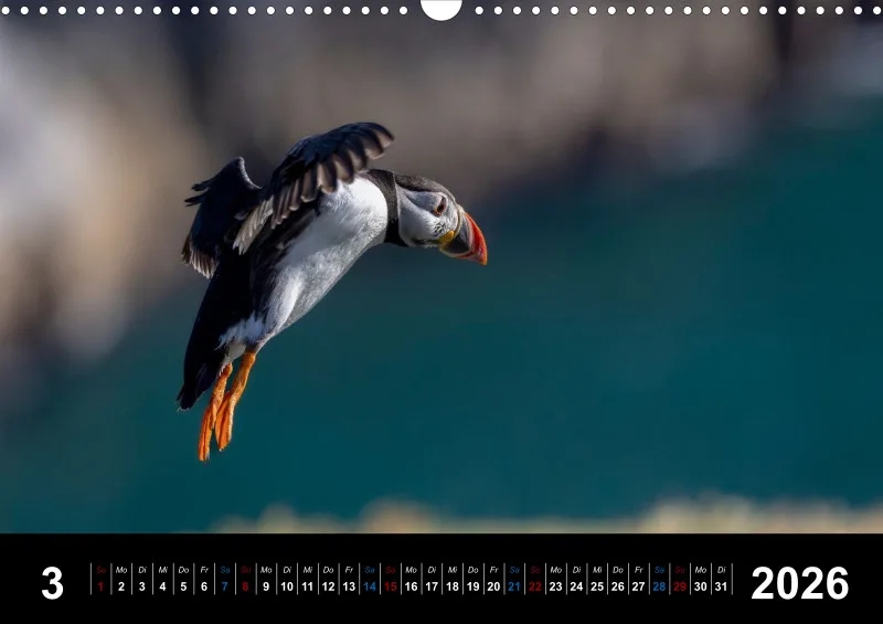 Puffins 2026