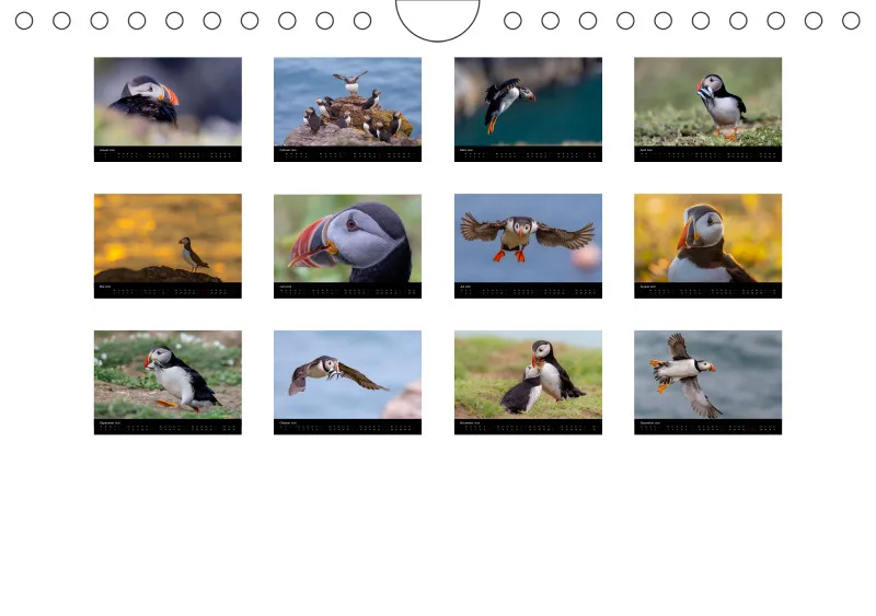 Puffins 2026