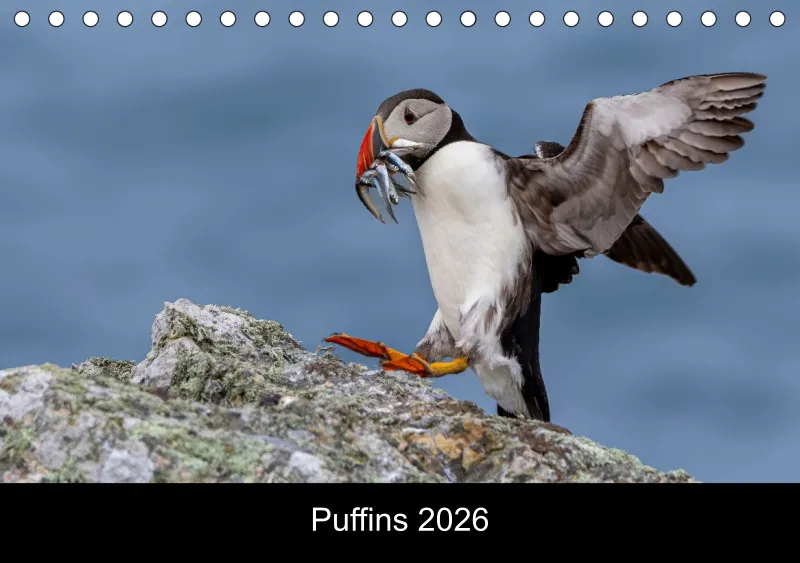 Puffins 2026 Tisch