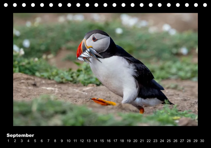 Puffins 2026 Tisch