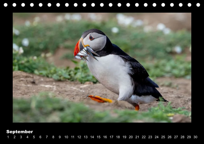 Puffins 2026 Tisch
