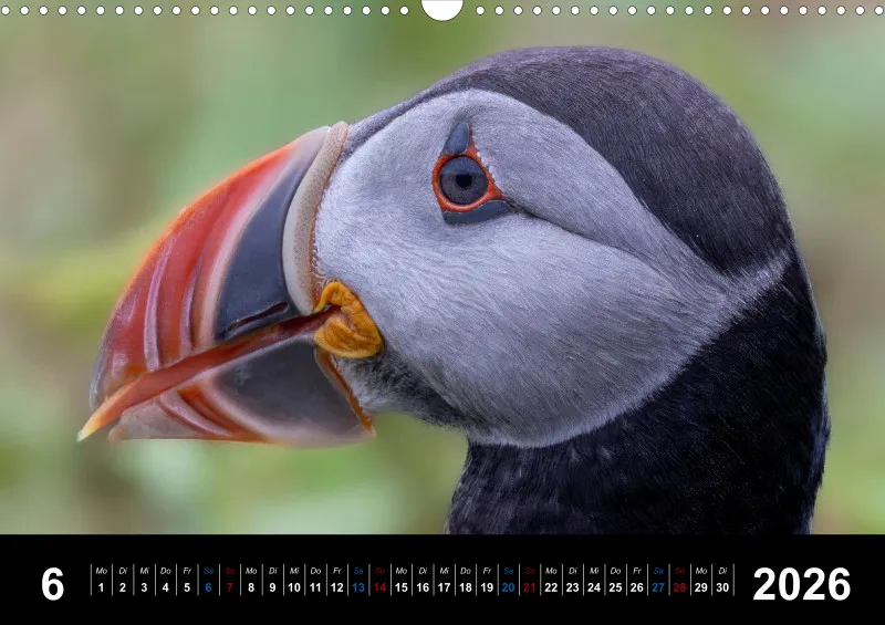 Puffins 2026