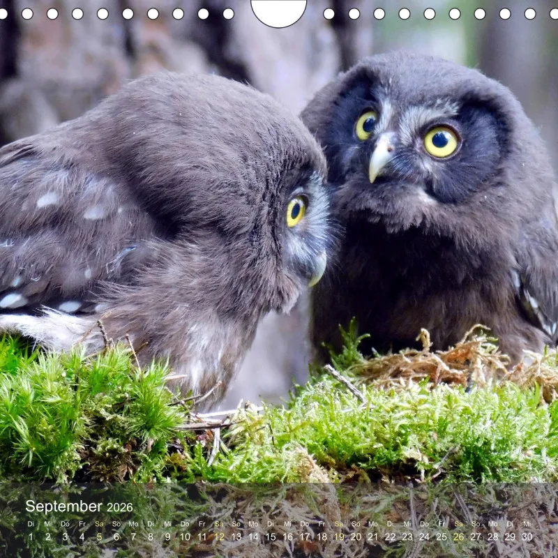 tierisch unterwegs 2026 - ein fotografisches Reisetagebuch