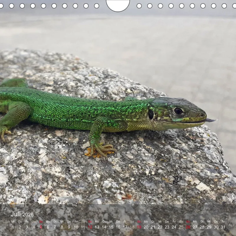 tierisch unterwegs 2026 - ein fotografisches Reisetagebuch