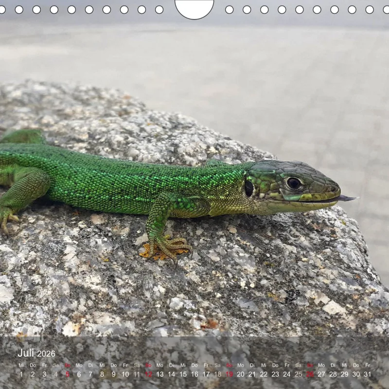 tierisch unterwegs 2026 - ein fotografisches Reisetagebuch
