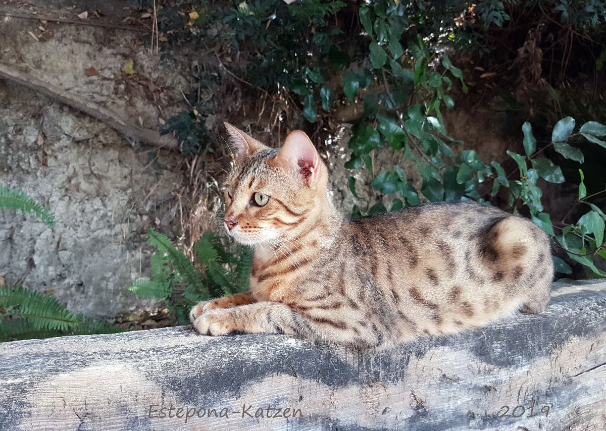 Estepona-Katzen orange A3