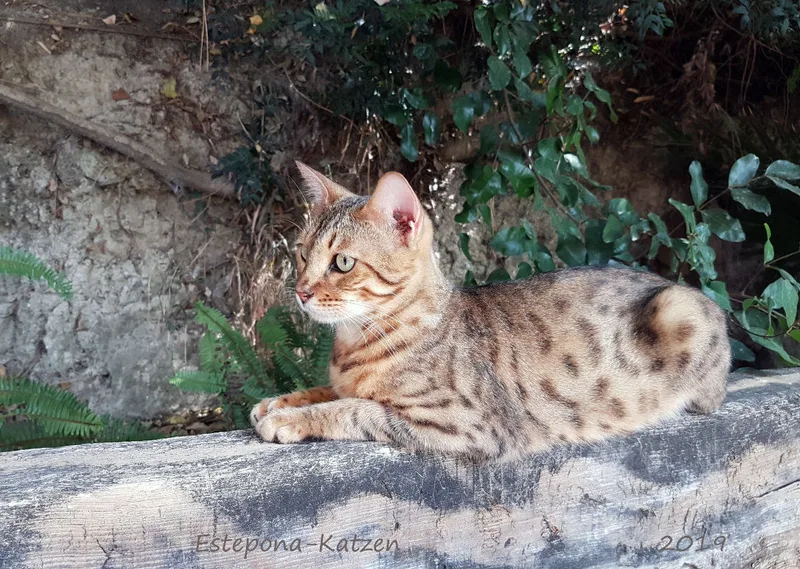 Estepona-Katzen orange A3
