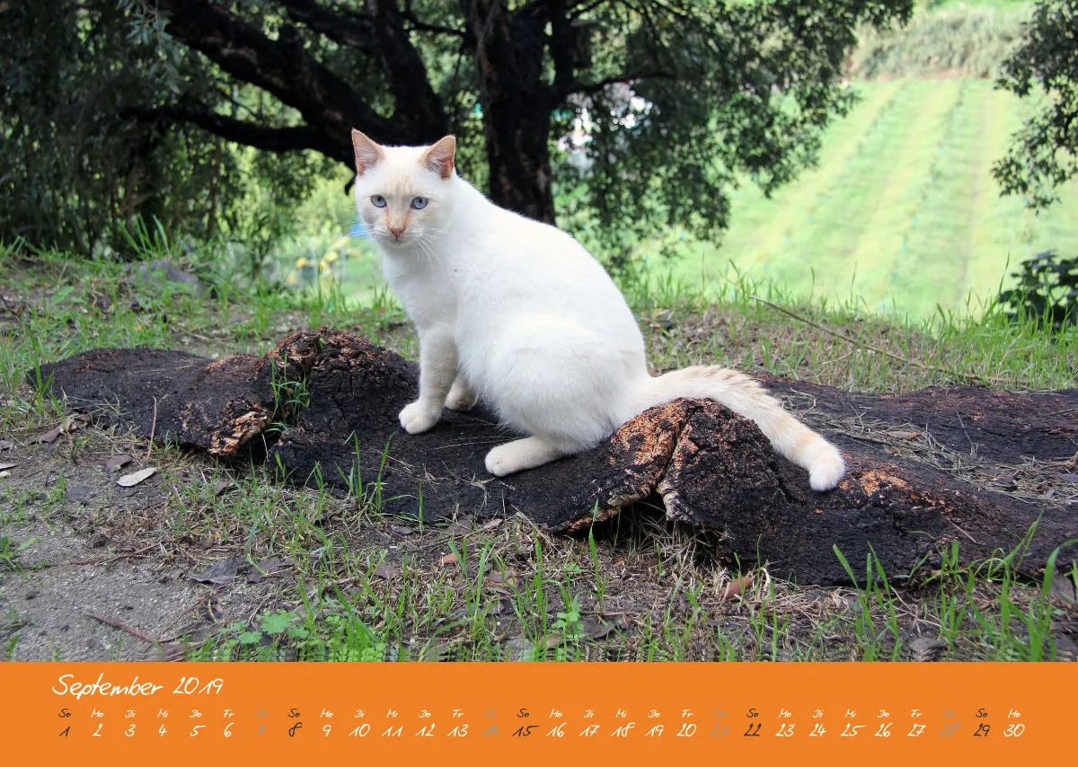 Estepona-Katzen orange A3