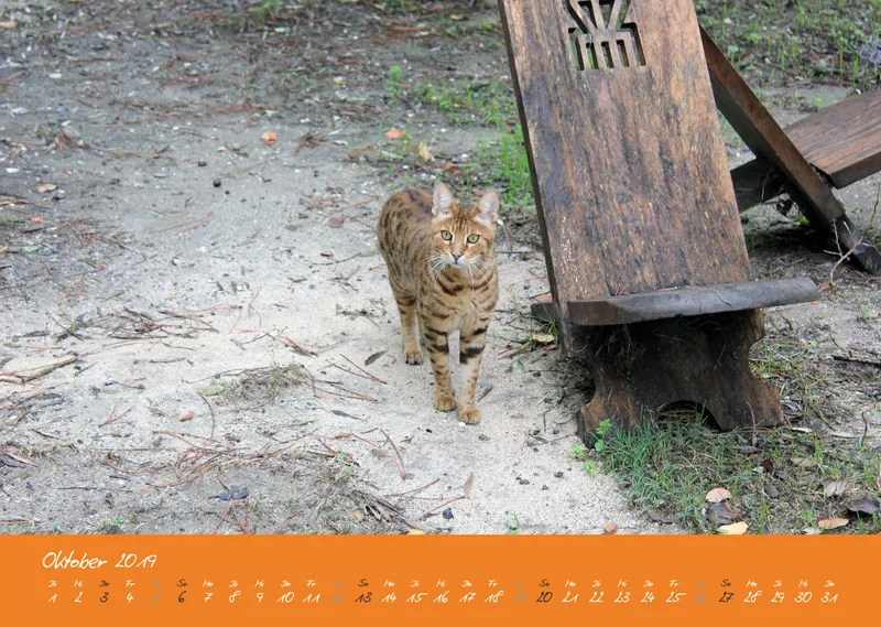 Estepona-Katzen orange A3