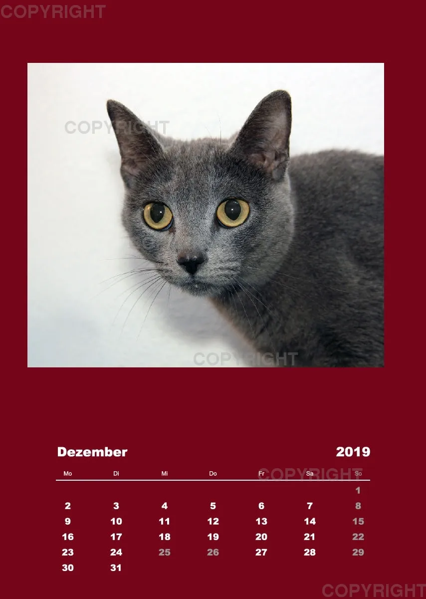 Estepona-Katzen red A3 hoch