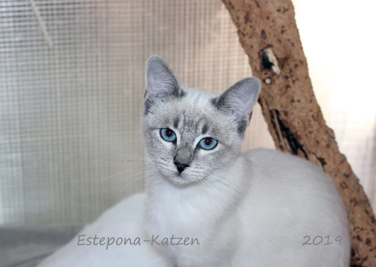 Estepona-Katzen beige A3