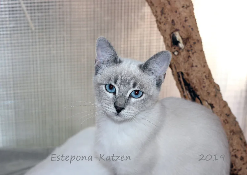 Estepona-Katzen beige A3