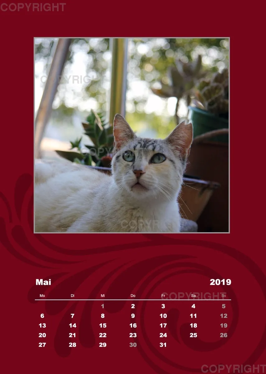 Estepona-Katzen red A3 hoch