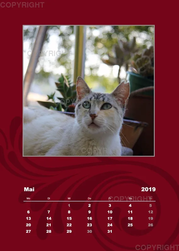 Estepona-Katzen red A3 hoch