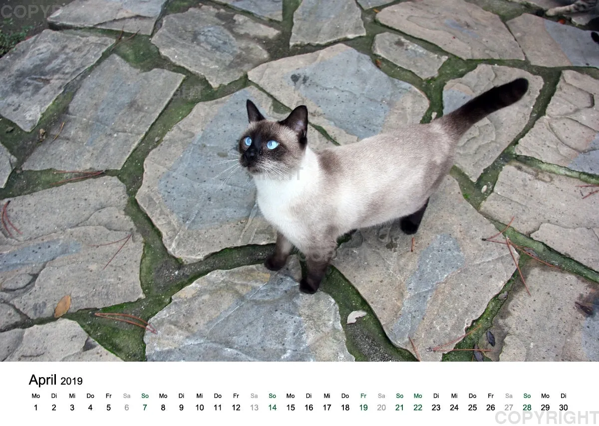 Estepona-Katzen white A3