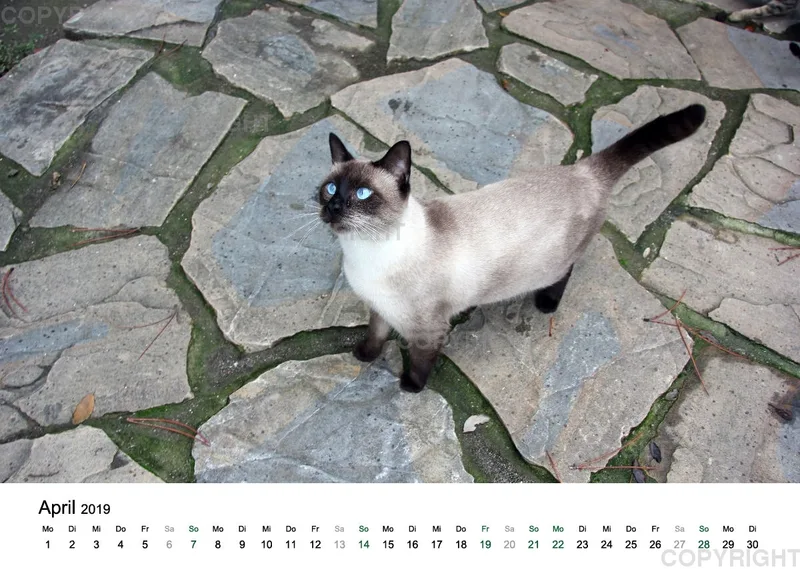 Estepona-Katzen white A3