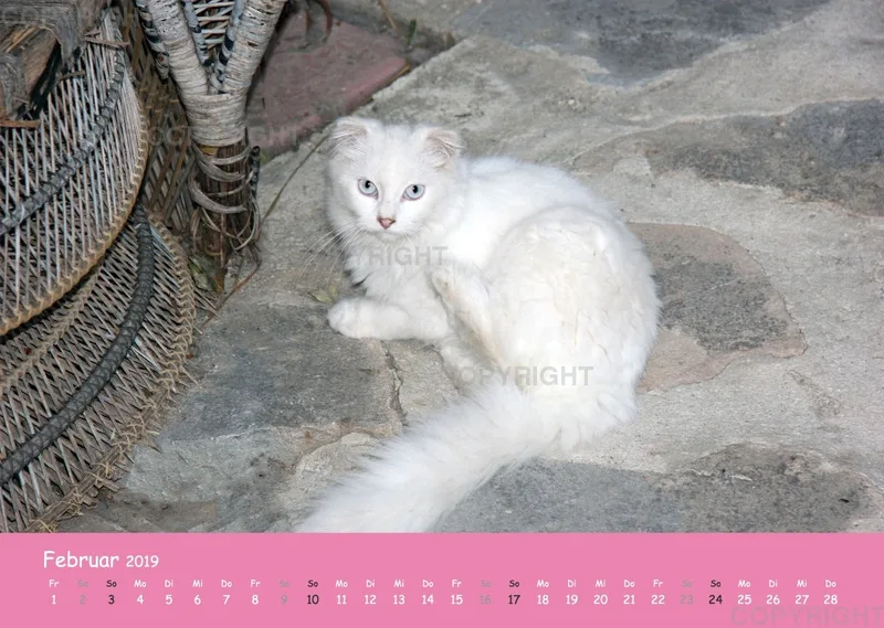 Estepona-Katzen Pink-Times A3