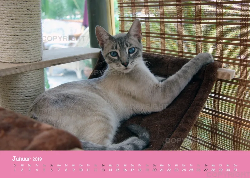 Estepona-Katzen Pink-Times A3