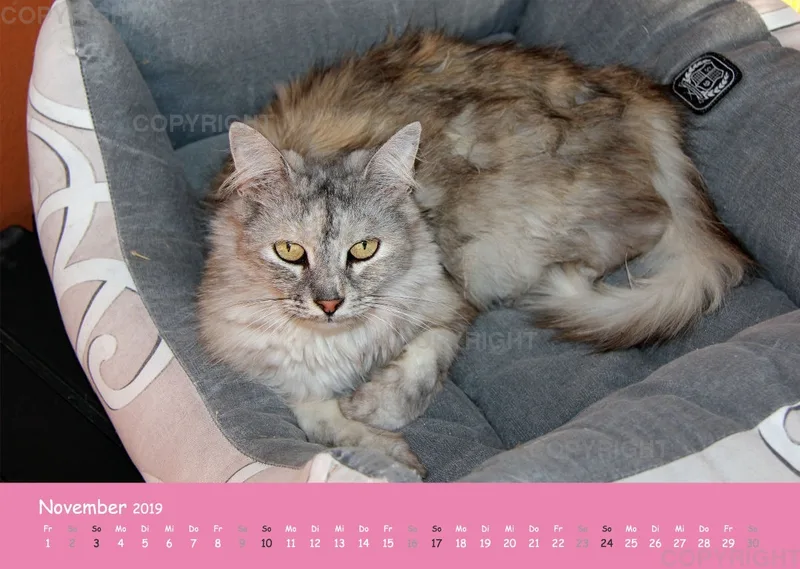 Estepona-Katzen Pink-Times A3